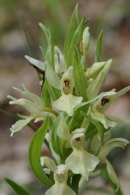 Dactylorhiza sambucina 1_resize.JPG