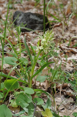 Dactylorhiza sambucina 2_resize.JPG