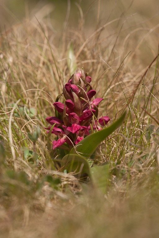 08052011 D. incarnata subsp. coccinea 3970.jpg