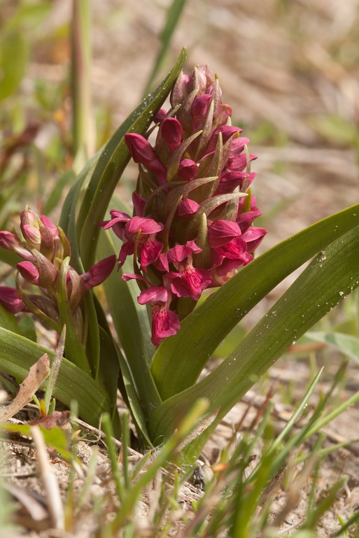 08052011 D. incarnata subsp. coccinea 4083.jpg