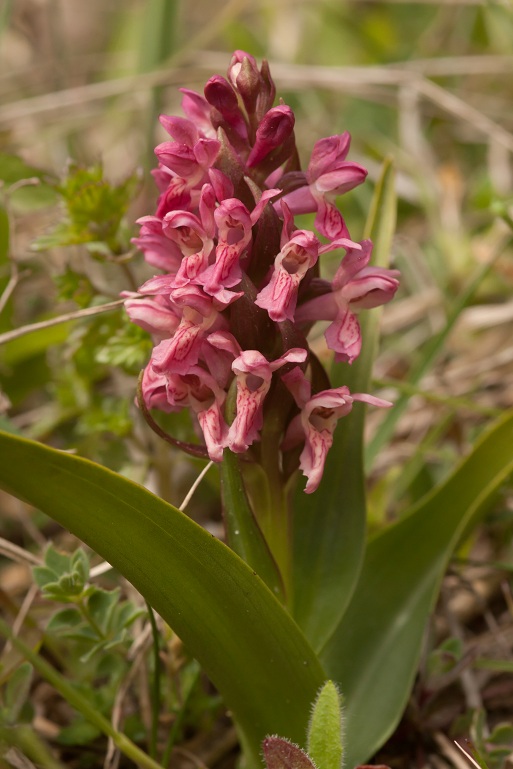 08052011 D. incarnata var. lobelii 4101.jpg
