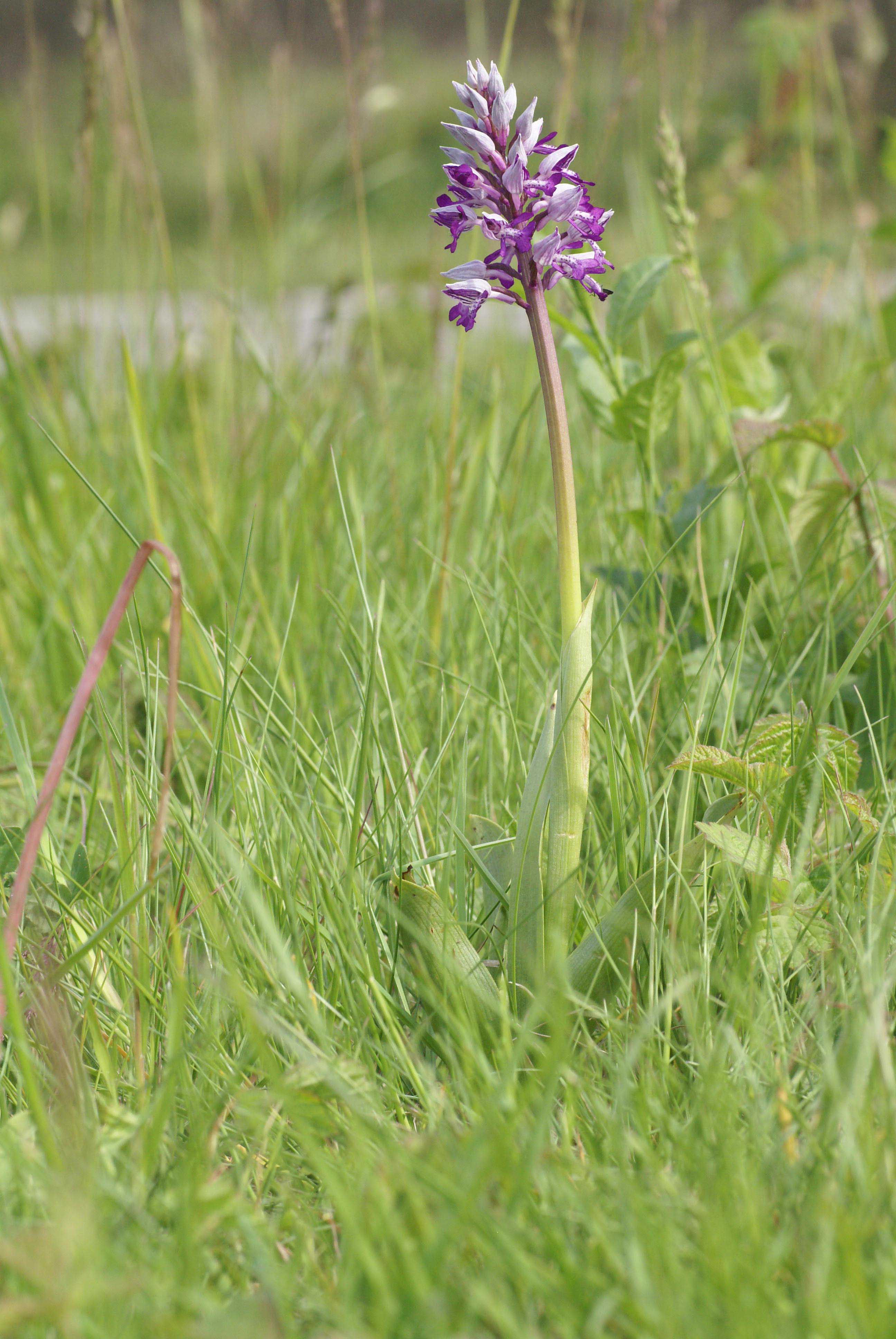 6 mei 2011