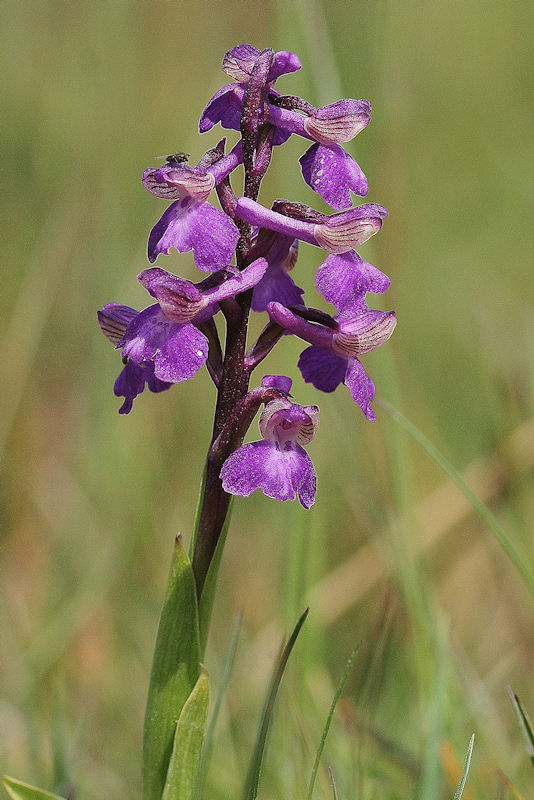 Anacamptis morio - Harlekijn (1).jpg