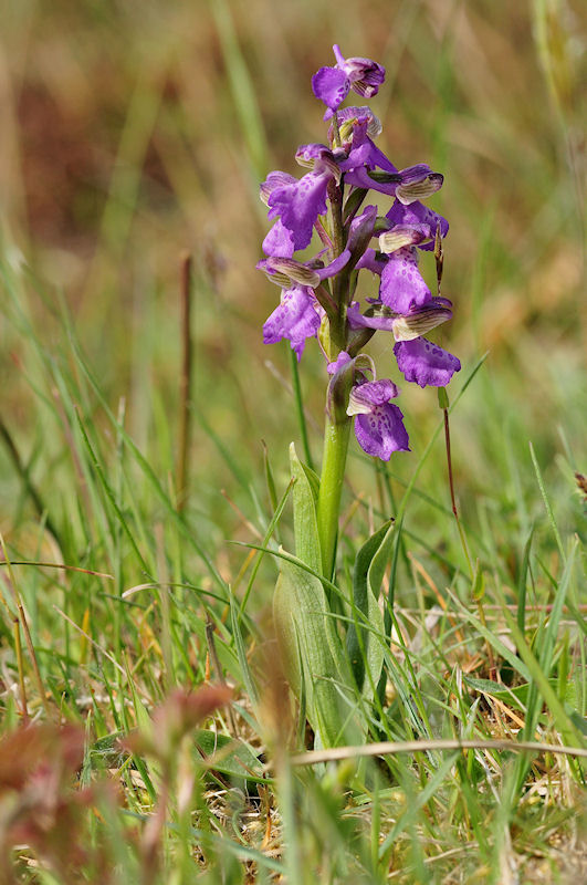 Anacamptis morio - Harlekijn (2).jpg