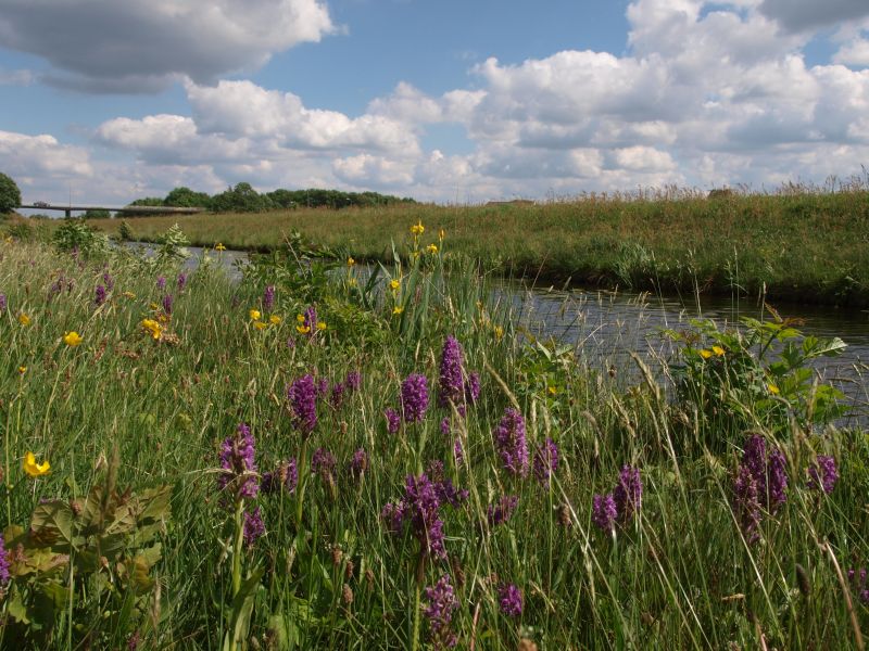 Hoogeveen Zuiderpark-kanaal 14-05-11 (18 klein).jpg