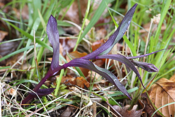 epipactis3.JPG