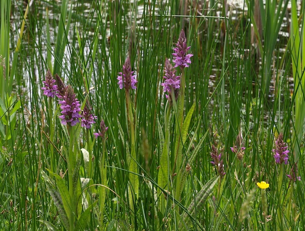 Rietorchis