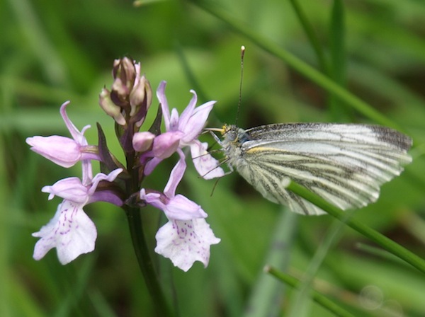 Gevlekte Orchis met toekomst.