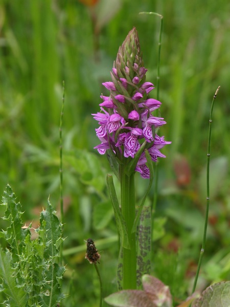 Rietorchis