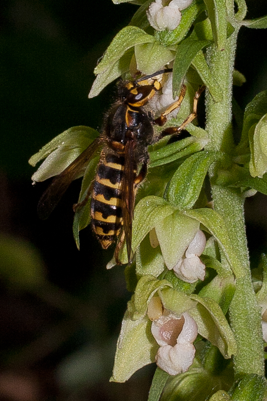 var. viridiflora