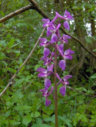 O. mascula Ariège.JPG