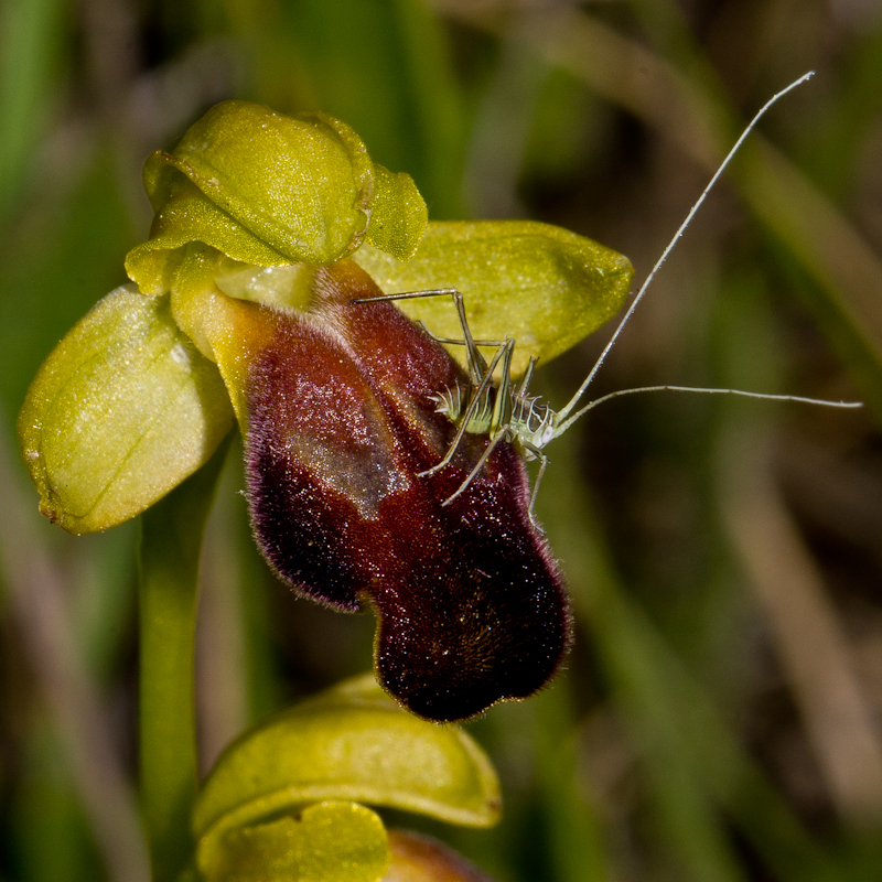 Ophrys fusca subsp. lucana - D11_2135.jpg