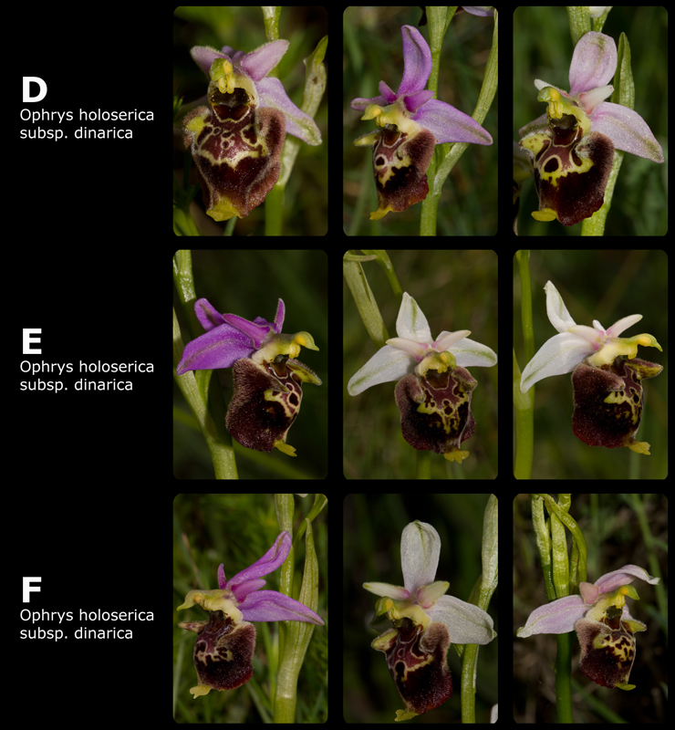 Ophrys holoserica groep (IT) _2.jpg