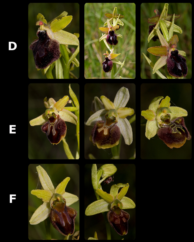 Ophrys sphegodes groep (IT)_2.jpg