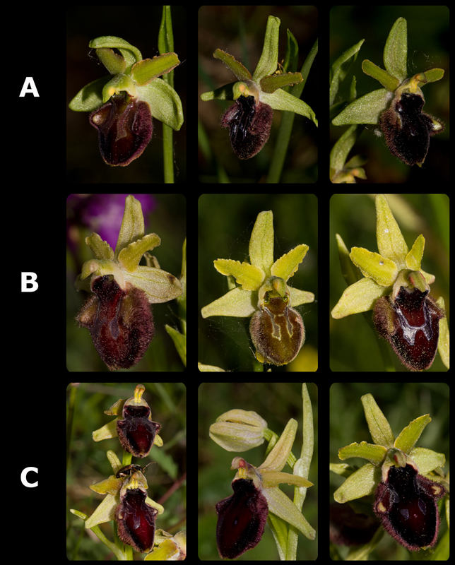 Ophrys sphegodes groep (IT)_1.jpg