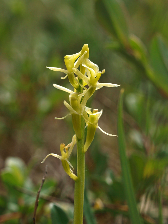 L. loeselii Schiermonnikoog 05-06-11 (35b).jpg