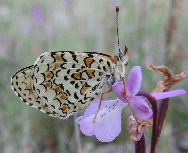 Orchis anatolica met vlinder, bij Nea Moni, Chios, Griekenland - 29 april 2008, 17.51.<br />Canon ixus 60