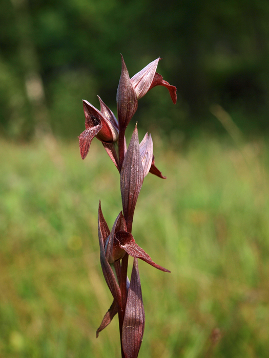 S. vomeracea 15-06-11 (3).jpg
