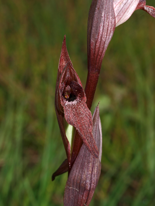 S. vomeracea 15-06-11 (33b).jpg