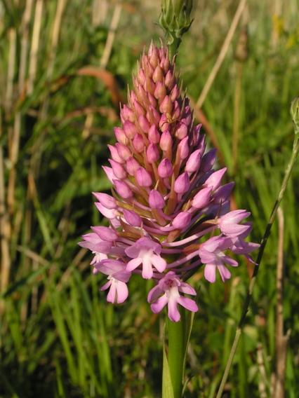 p2.JPG