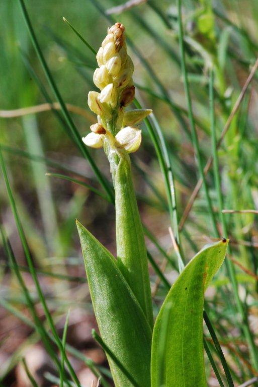 1 Jonge A.anthropophorum.jpg