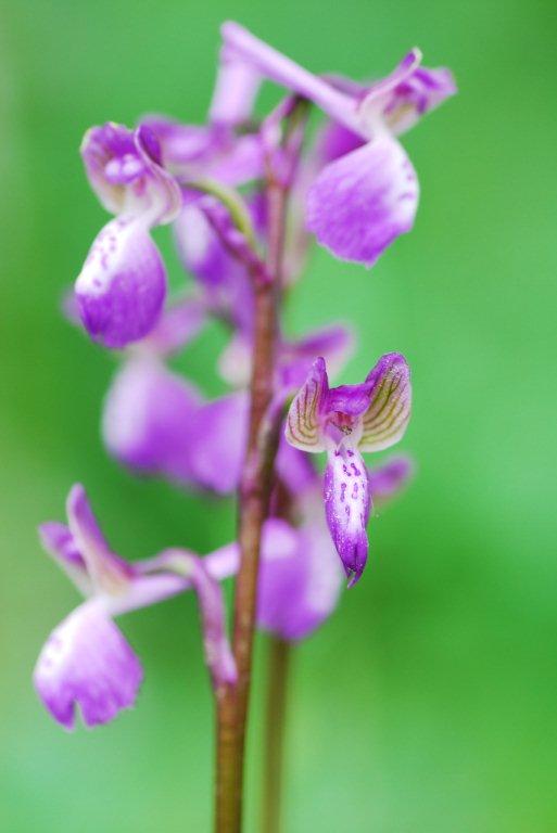 2 Orchis morio 'champagneuxii'.jpg