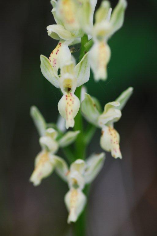 3 Orchis provincialis.jpg