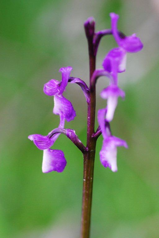 Orchis morio 'champagneuxii'.jpg
