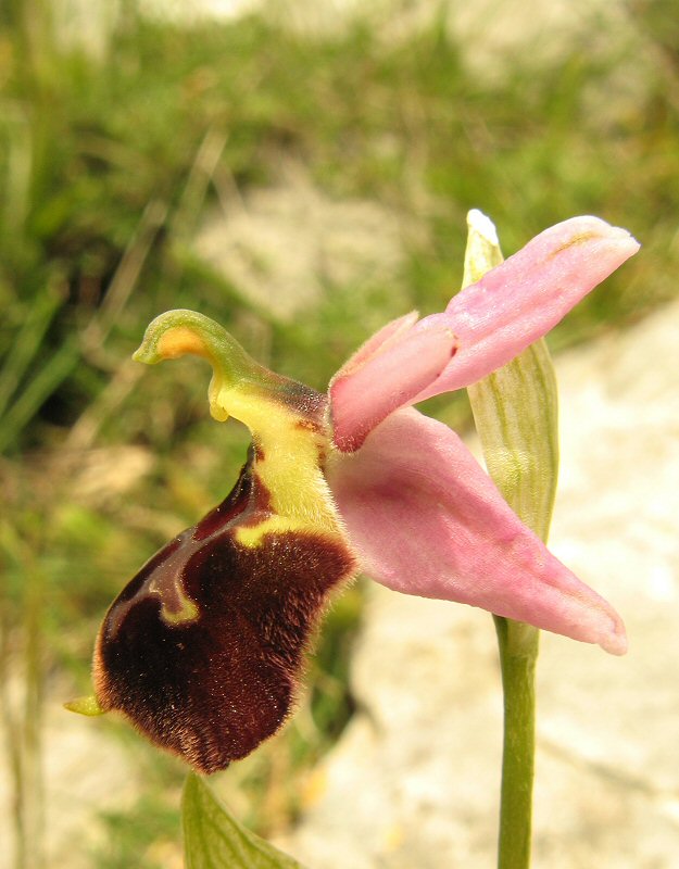 Bloem van opzij