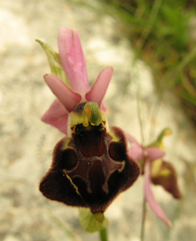 Bloem van voren
