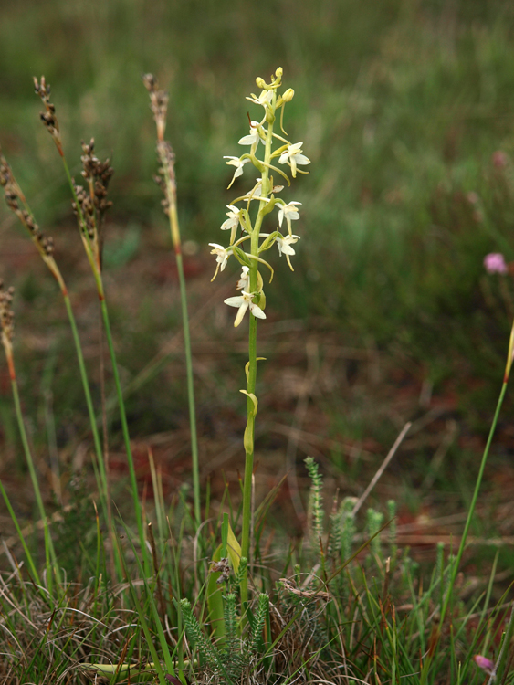 P. bifolia Hertenkamp 28-06-11 (18b).jpg