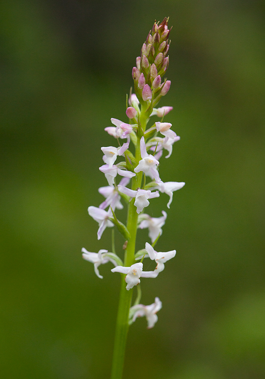 kleine-witte-bloemen.jpg