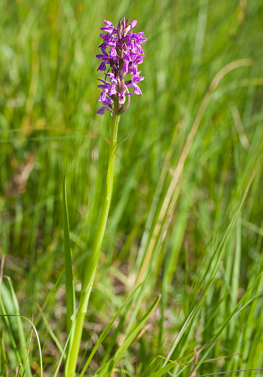 Vleeskleurige-orchis-2.jpg