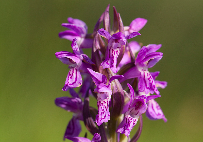 Vleeskleurige-orchis.jpg