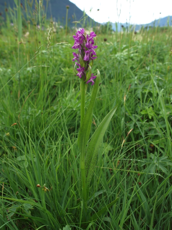 D. incarnata var. haematodes Maurach kalkmoeras 17-06-10 (2b).jpg