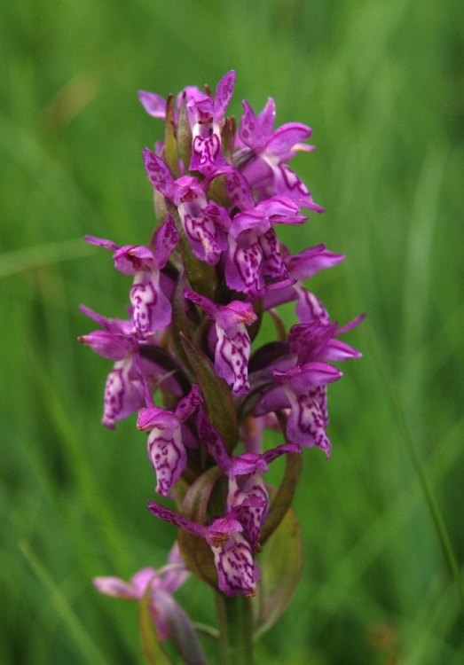 D. incarnata ssp. serotina Maurach kalkmoeras 17-06-10 (8).jpg