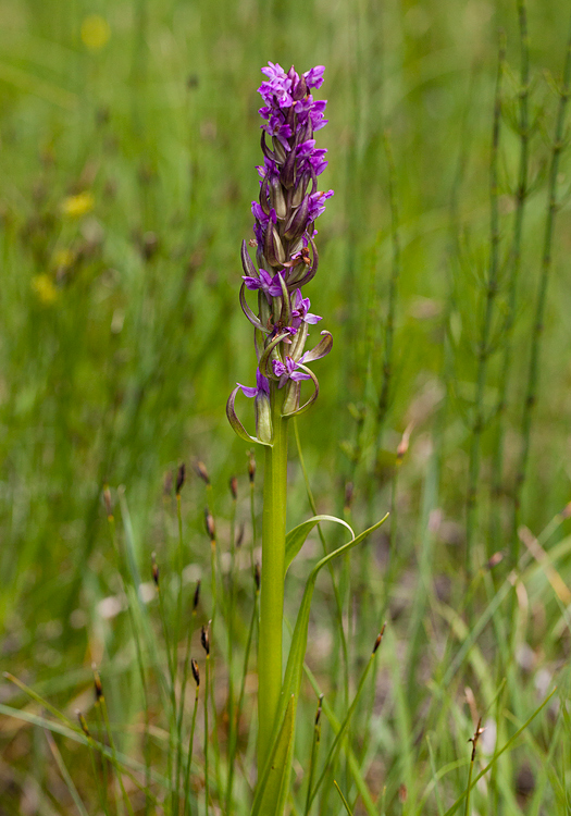 Vleeskleurige-orchis-paarsrood-1.jpg