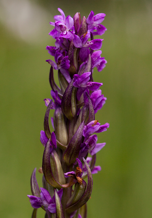 Vleeskleurige-orchis-paarsrood-2.jpg