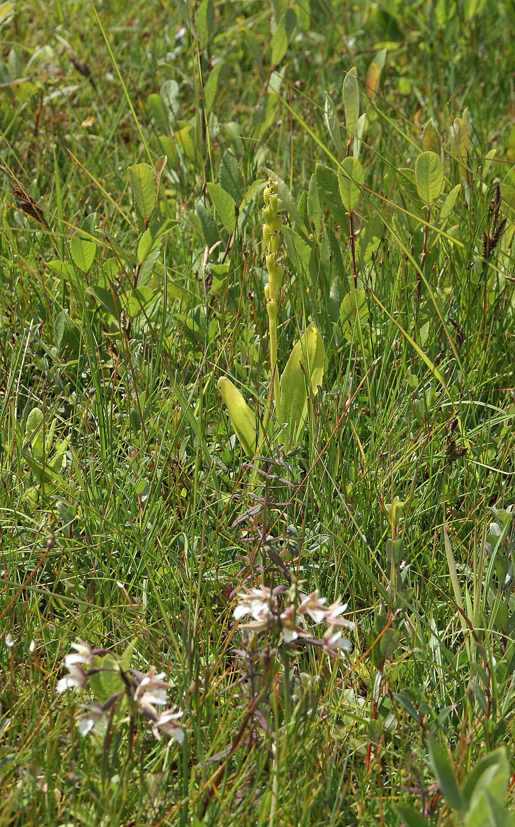 Liparis loeselii en Epipactis palustris