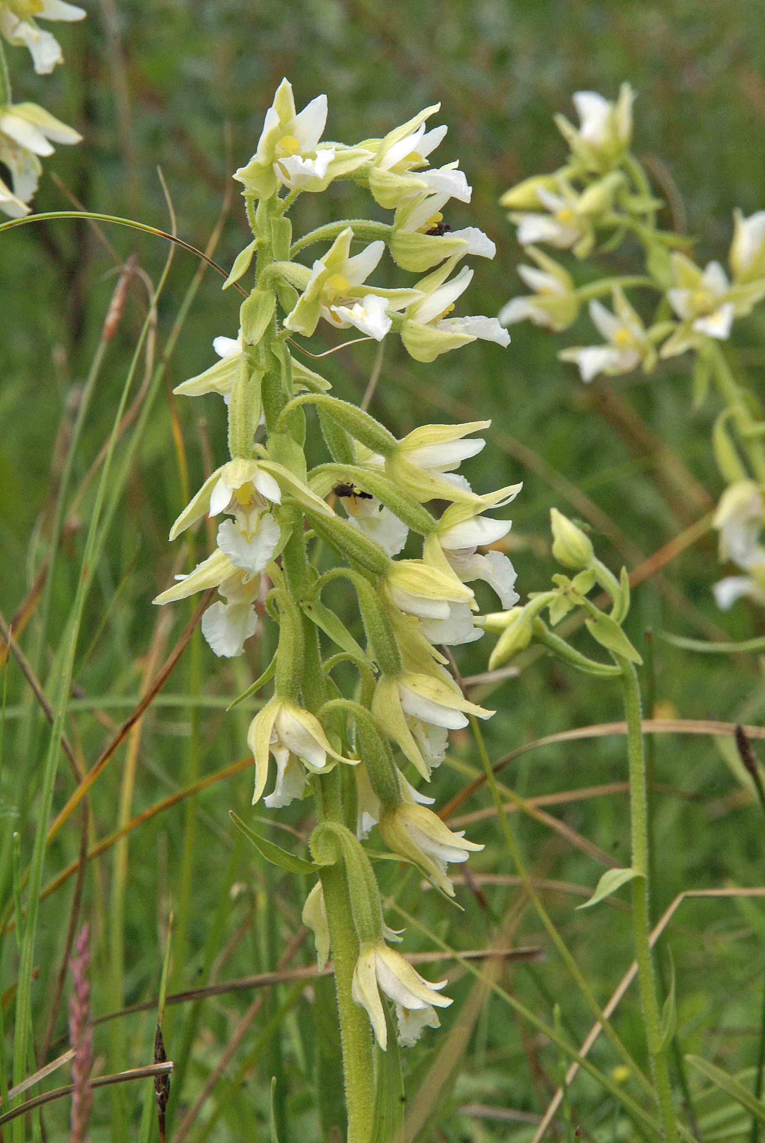 Epipactis palustris f.alba