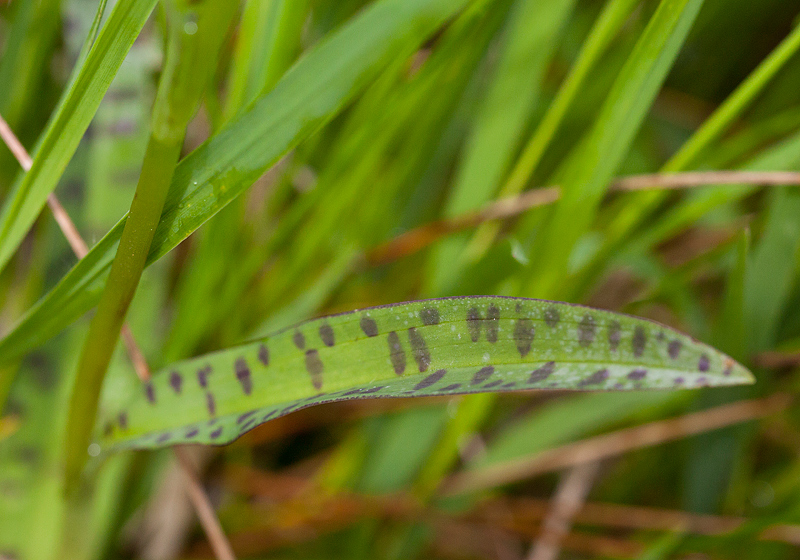 Bosorchis-blad.jpg