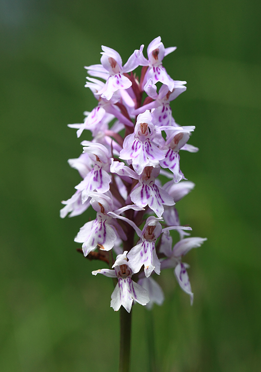 Bosorchis-bloem.jpg