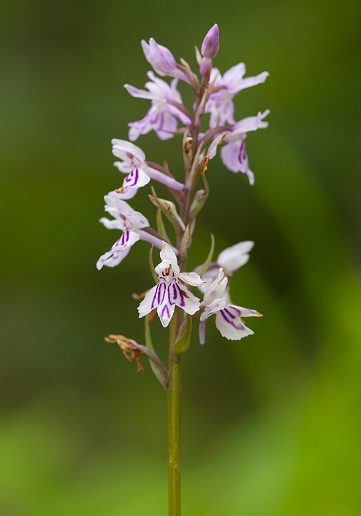 D-fuchsii.jpg