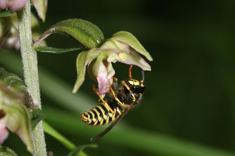 wesp-op-helleborine.jpg