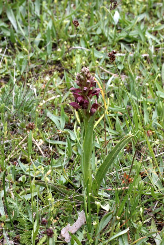 A. coriophora Kilkuyu-Kastamonu TU160 010610 (4).JPG