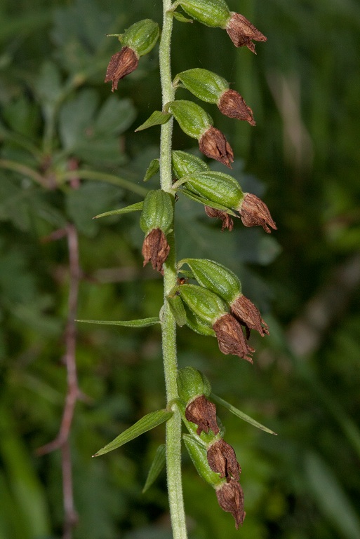 E.muelleri cleistogaam.jpg
