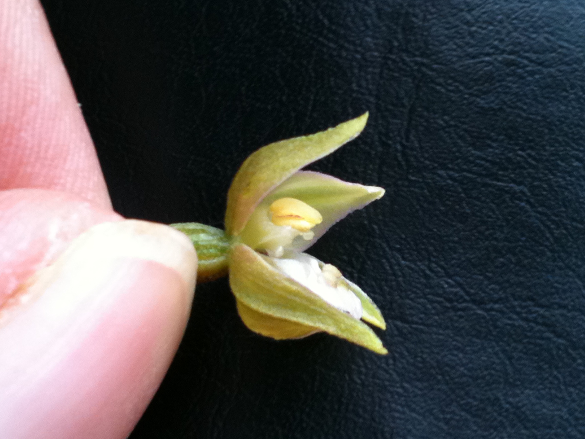 e_helleborine.JPG