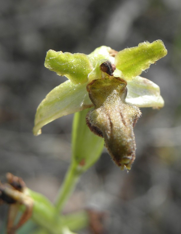Mogelijk iets van een vliegenorchis?