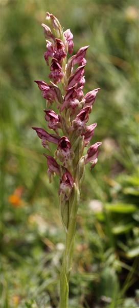 fragrans.jpg