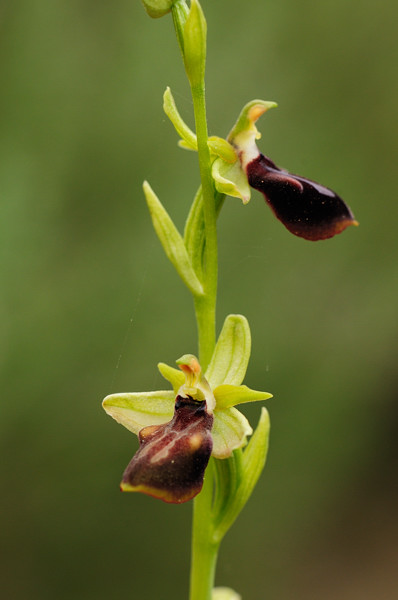PW20110426_140232 ophrys cretica.jpg